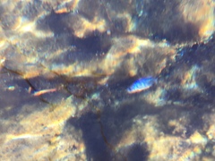 Cyprinodon nevadensis mionectes