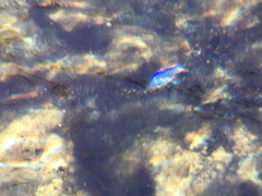 Cyprinodon nevadensis mionectes