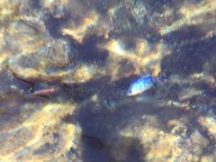 Cyprinodon nevadensis mionectes