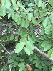 Bridelia tomentosa