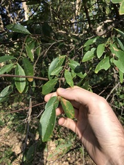 Bridelia tomentosa