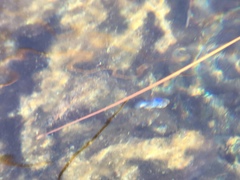 Cyprinodon nevadensis mionectes