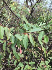 Bridelia tomentosa