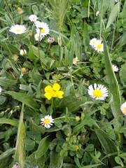 Bellis perennis