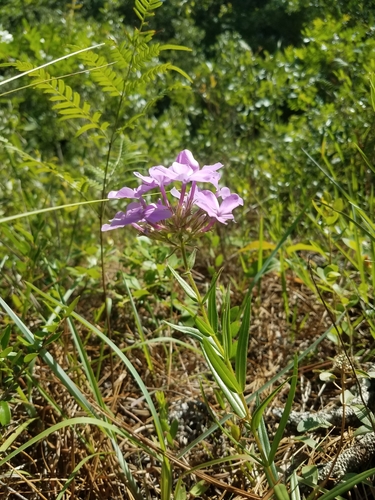 Phlox pilosa ssp. detonsa