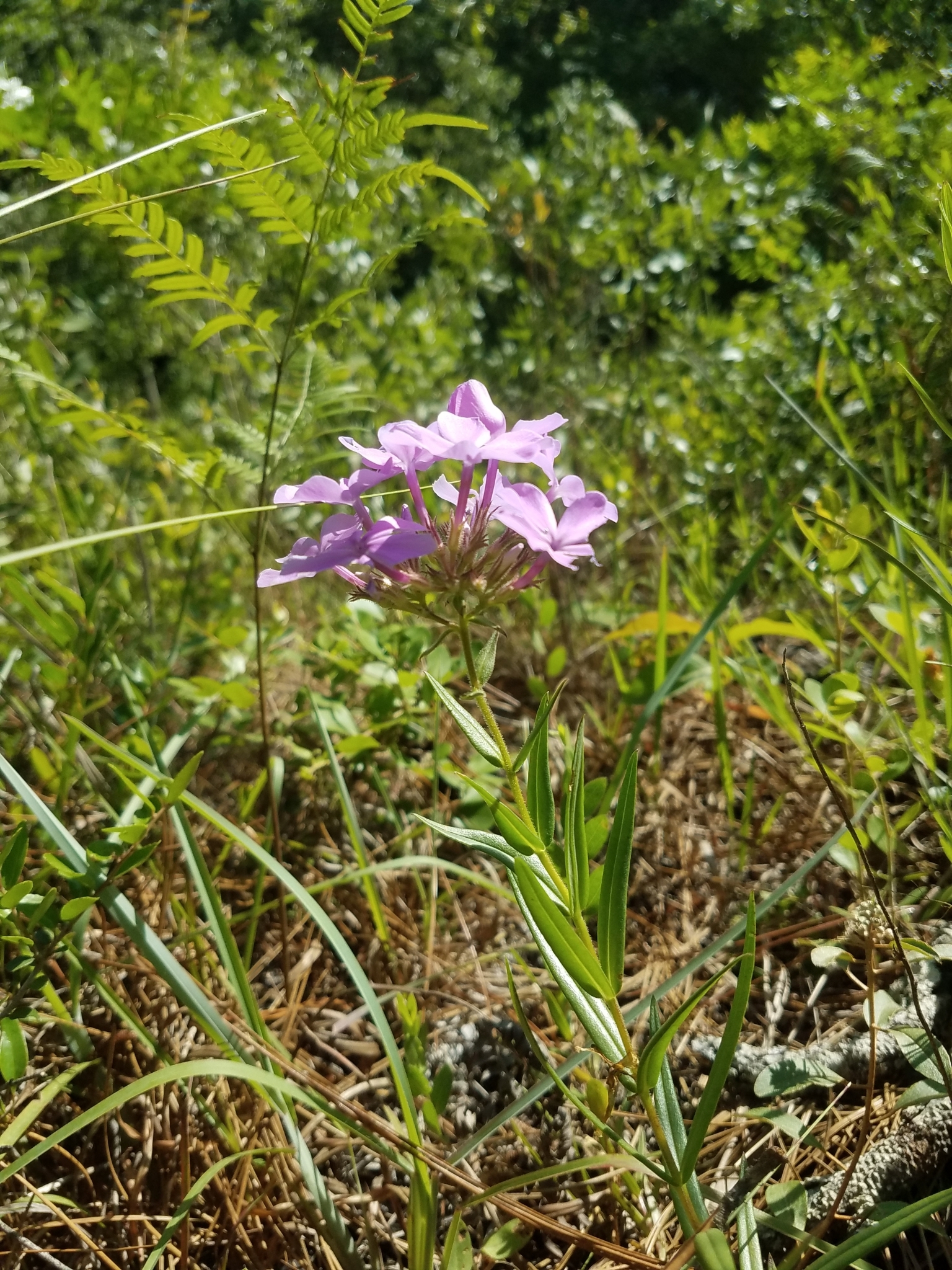 Phlox pilosa ssp. detonsa
