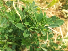 Medicago sativa