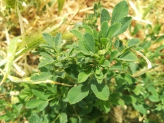 Medicago sativa