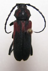 Purpuricenus dimidiatus