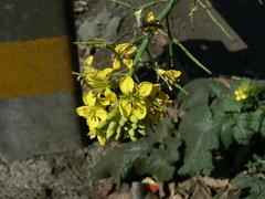 Brassica juncea