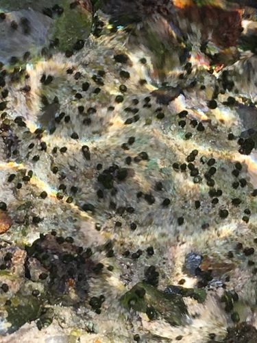 Ash Meadows Pebblesnail