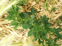 Medicago sativa