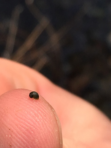 Ash Meadows Pebblesnail