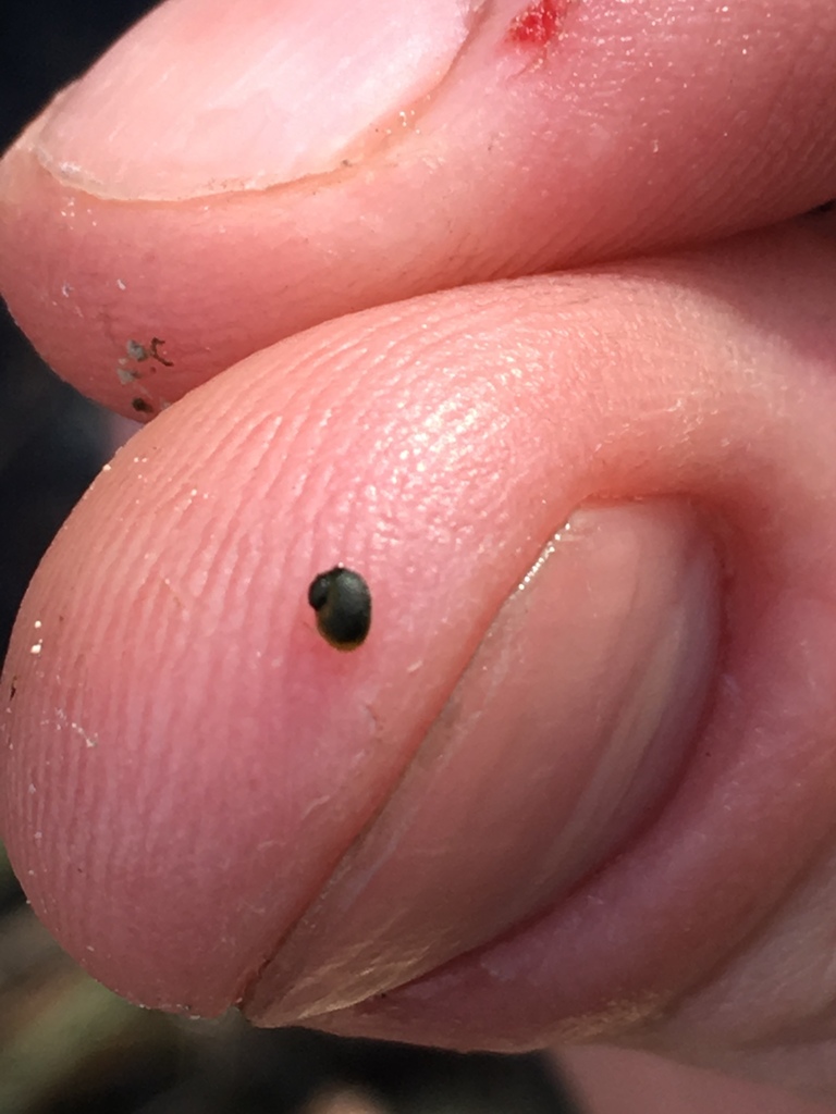Ash Meadows Pebblesnail