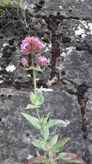 Centranthus ruber