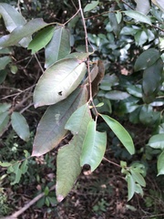 Cratoxylum cochinchinense