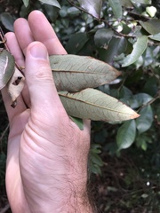 Cratoxylum cochinchinense