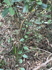 Cratoxylum cochinchinense