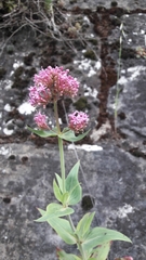 Centranthus ruber