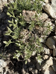 Sabulina nuttallii fragilis