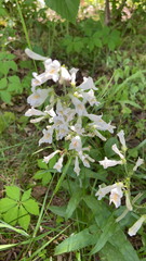 Penstemon pallidus