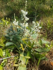 Lupinus villosus