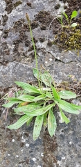 Plantago lanceolata