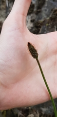 Plantago lanceolata