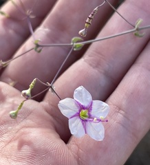 Commicarpus brandegeei