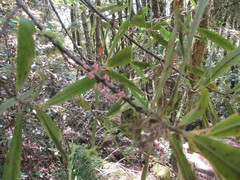 Myrsine salicina