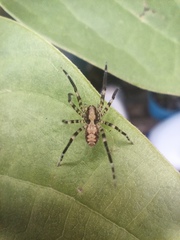 Acanthoctenus spiniger