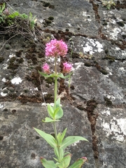 Centranthus ruber