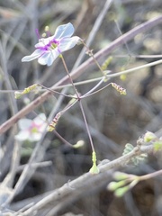 Commicarpus brandegeei