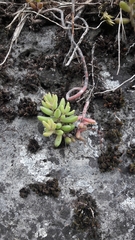 Sedum album