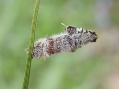 Coleophora pennella