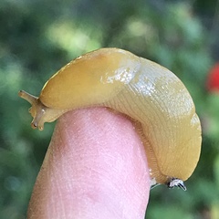 Ariolimax brachyphallus