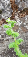 Mentha suaveolens