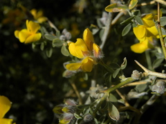 Image of Genista segonnei