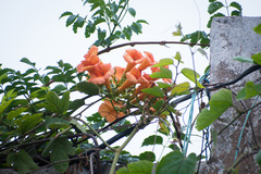 Campsis grandiflora