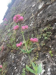Centranthus ruber