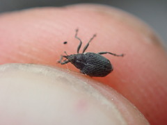 Ceutorhynchus obstrictus