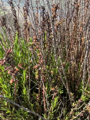 Limbarda crithmoides