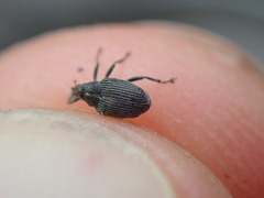 Ceutorhynchus obstrictus