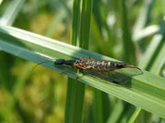 Parainocellia bicolor