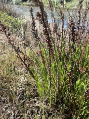 Limbarda crithmoides