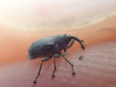 Ceutorhynchus obstrictus