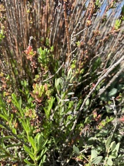 Limbarda crithmoides