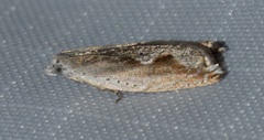 Ancylis diminuatana