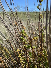 Limbarda crithmoides