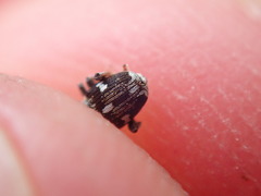 Mogulones asperifoliarum